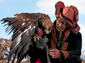 the falconer serves the Golden eagle a juicy piece of meat