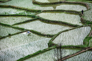 Rice terraces in Guilin