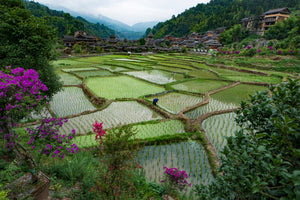 Rice terraces in Guilin