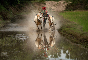 Bull racing in South Vietnam