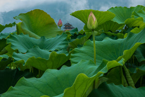 Lotus flower of passion