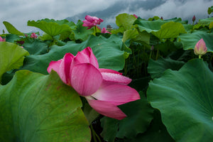 Lotus flower of passion