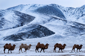 Bactrian camels, the two humps camels of central Asia