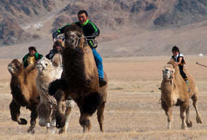 double-humped Bactrian camel races